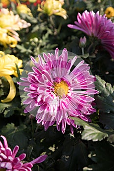ChrysanthemumÃ¯Â¼ËDendranthema morifoliumÃ¯Â¼ËRamat. Ã¯Â¼â°Tzvel.Ã¯Â¼â° photo